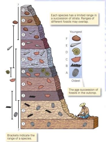 Biostratigraphy: