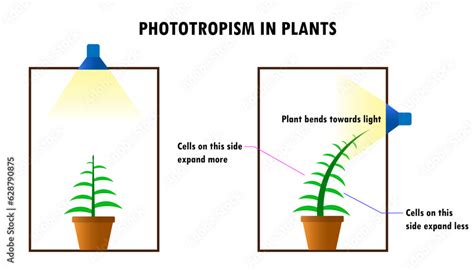 Biozone Answer Phototropism Kindle Editon