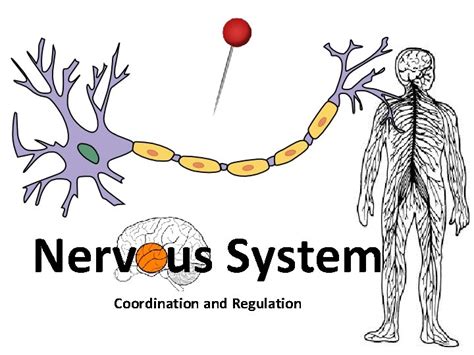 Biozone Nervous Regulatory System Answers Ebook PDF