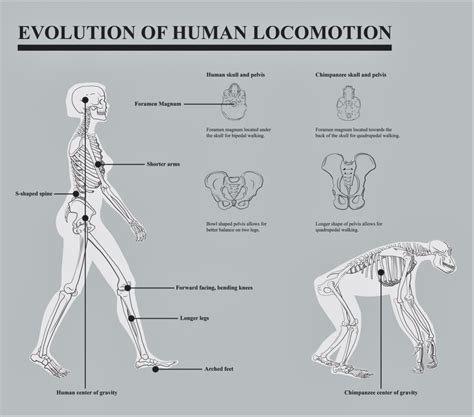 Bipedal Locomotion: