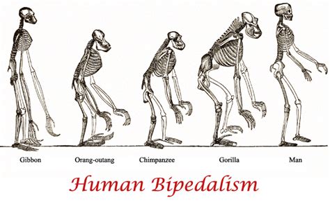 Bipedalism: