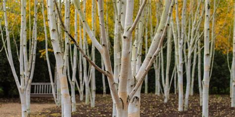 Birch Tree Fertilizer: A Comprehensive Guide with 10,000+ Words