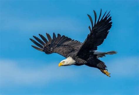 Bird Agility and Obstacle Courses: Unleashing the Aerial Prowess of Avian Companions