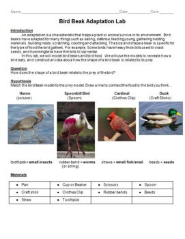 Bird Beak Adaptation Lab Answers Doc