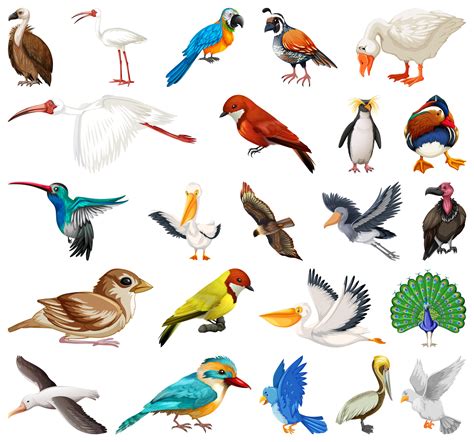 Bird Buddy's Guide to Identify Birds: Your 2025 Birding Essential