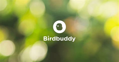 Bird Buddy Bird Socialization and Interaction VS Loneliness: The Ultimate 2025 Guide