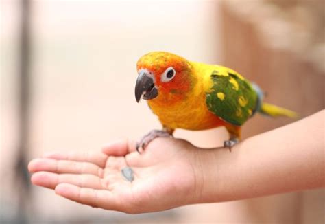 Bird Buddy bird grooming and hygiene