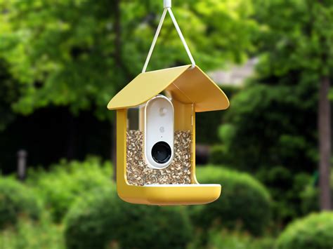 Bird Buddy birdhouse review