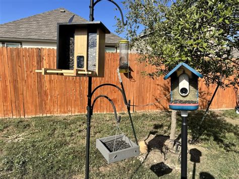 Bird Buddy vs PetSafe: The Ultimate 2025 Smart Bird Feeder Showdown