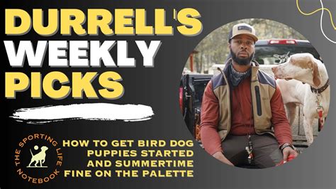 Bird Dog Training Tips Reader