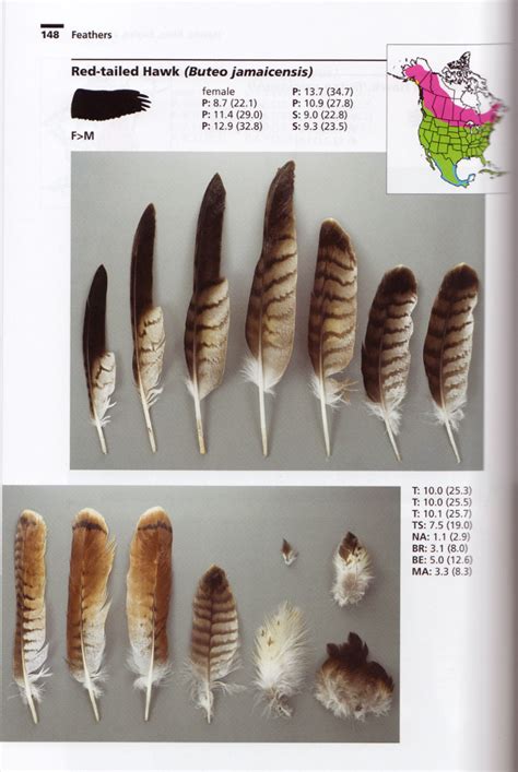 Bird Feathers Guide American Species PDF