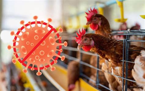 Bird Flu Symptoms in Chickens: A Comprehensive Guide