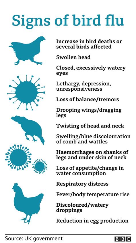 Bird Flu Treatment in Birds: 5 Essential Steps to Eradicate the Disease