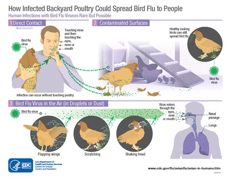 Bird Flu in Birds: A Threat to Both Animals and Humans