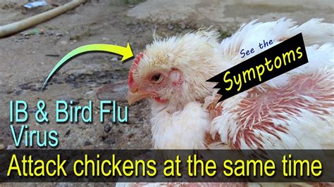 Bird Flu in Chickens: 10 Must-Know Symptoms