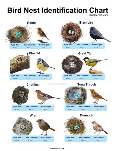 Bird Nest Benefits for Birds and Humankind: A Comprehensive Guide