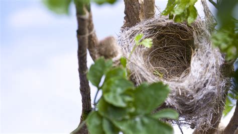 Bird Nest Trees: A Haven for Wildlife