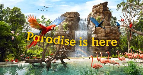 Bird Paradise PDF