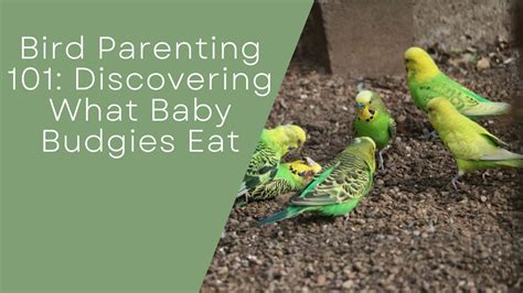 Bird Parenting 101: Expert Tips and Advice for 2025