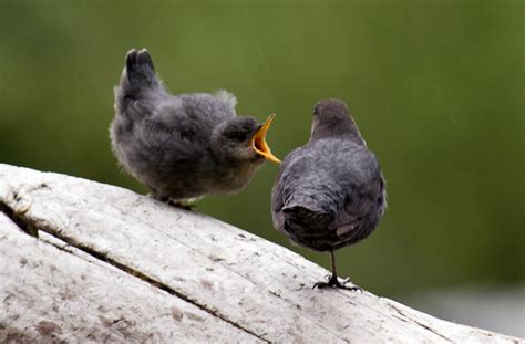 Bird Parenting VS Fashion: The Unlikely Intersection of Nature and Style in 2025