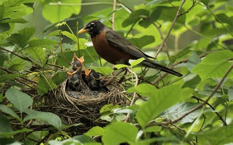 Bird Parenting and Lifestyle Changes: How to Prepare for the 2025 Season