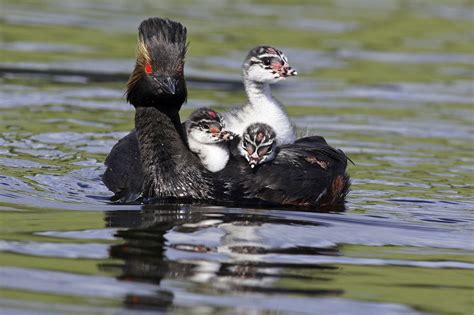 Bird Parenting and Time Management: A Delicate Dance in 2025