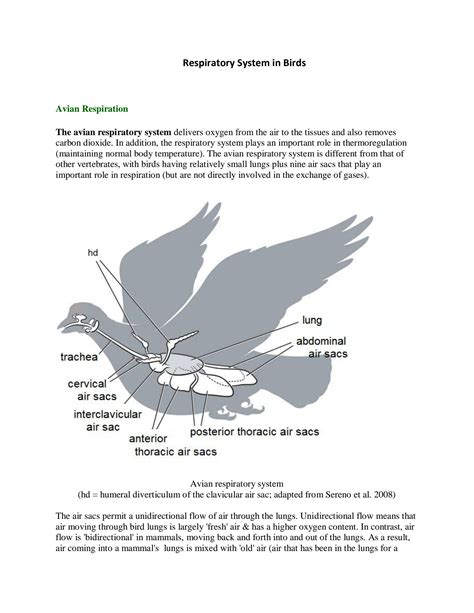 Bird Respiratory Health and Care: A Comprehensive Guide to 2025