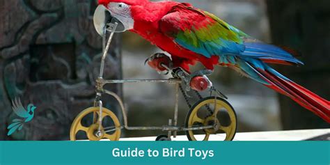 Bird Toys for Specific Species: A Comprehensive Guide for 2025