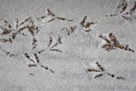 Bird Tracks & Sign A Guide to North American Species Epub