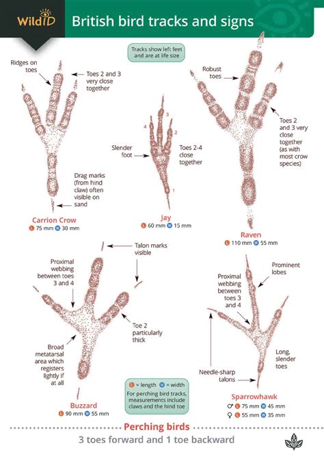 Bird Tracks & Sign A Guide to North American Species Epub