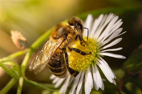 Bird and Bee Vitamins: Essential Nutrients for Healthy Birds and Bees