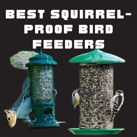 Bird and Squirrel Feeders: A Comprehensive Guide for Nature Enthusiasts