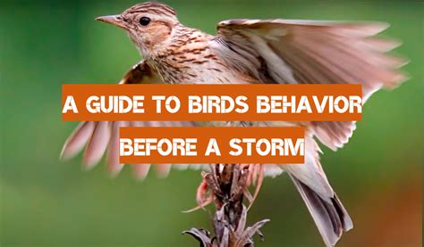 Bird behavior awareness month