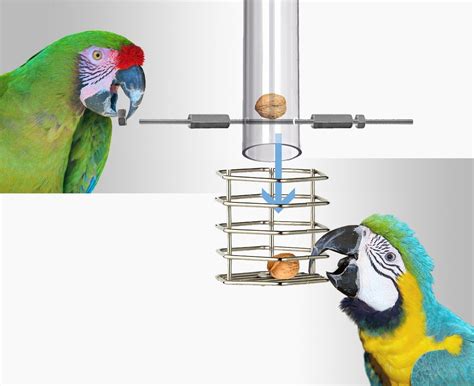 Bird exercise and environmental enrichment