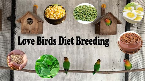 Bird food and nutrition for breeding birds