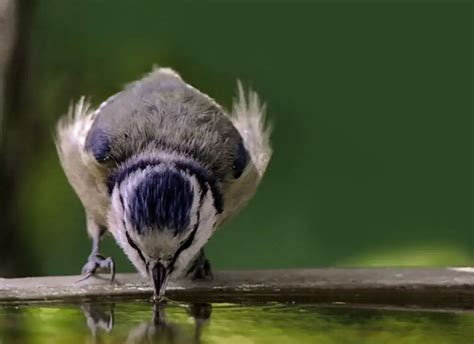 Bird hydration and water quality