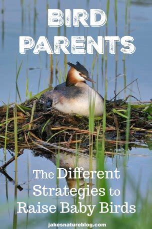 Bird parenting and budgeting