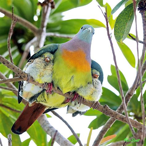 Bird parenting and lifestyle changes