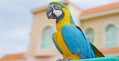 Bird toy for socialization and interaction