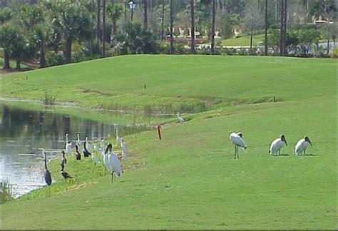 Birding on the Green: A Comprehensive Guide to Golf's Bird Terminology