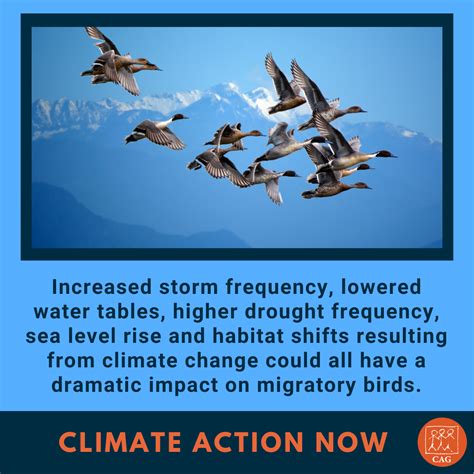 Birds and Climate Change Epub