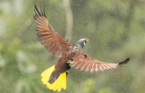 Birds and Weather Epub