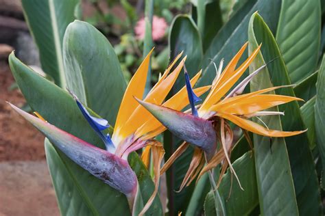 Birds of Paradise: A Paradise for the Senses