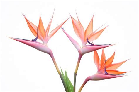 Birds of Paradise Flowers: A Tropical Delight