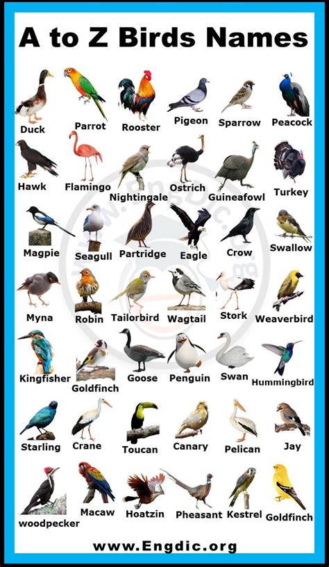 Birds with Bird in Their Name: A Comprehensive Guide