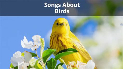 Birdsongs Doc