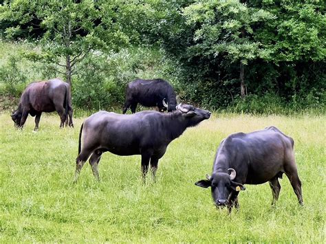 Bivol: A Comprehensive Guide to the Bulgarian Buffalo