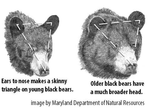 Black Bear Age Chart