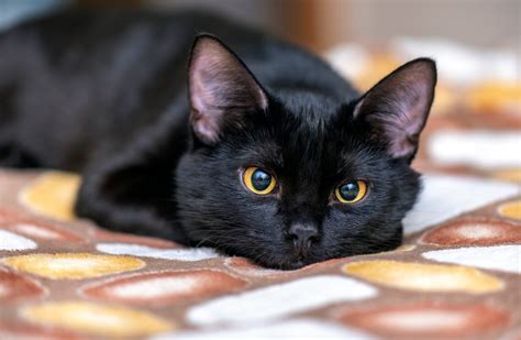 Black Cat Epub