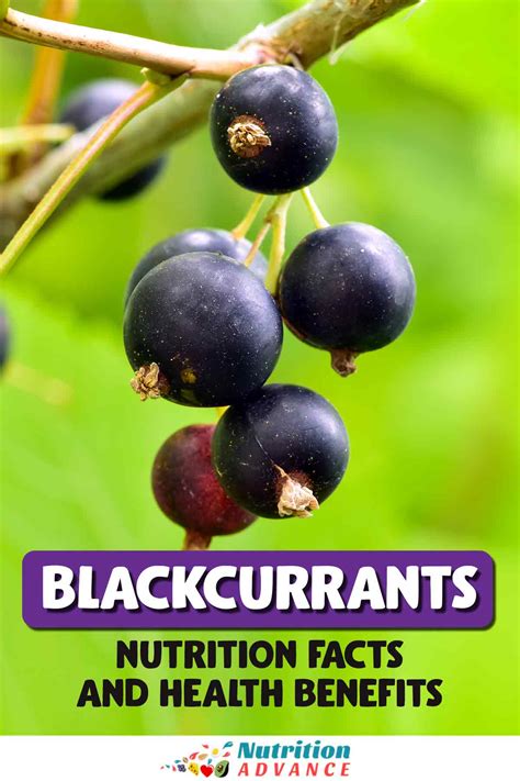 Black Currants: A Superfood with Unparalleled Health Benefits